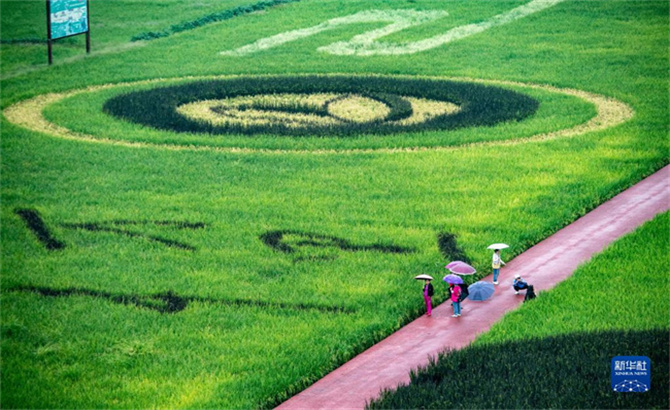 重慶大足：稻田作畫迎豐收
